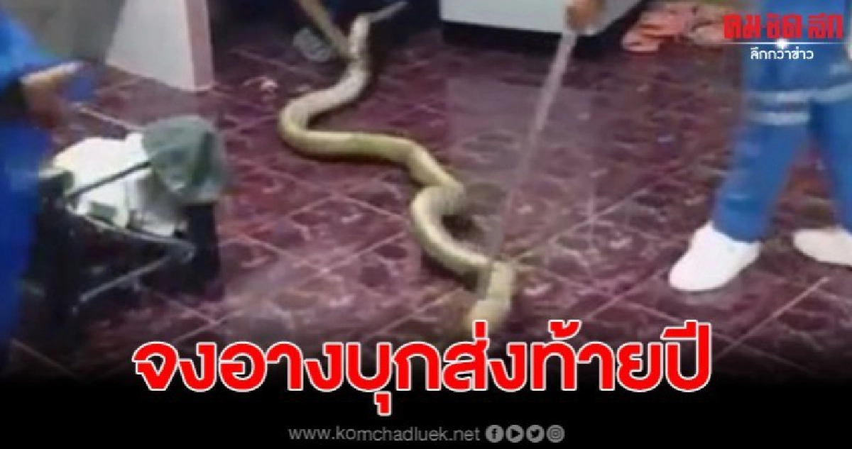 เจ้าของบ้านผวา จงอางยาวกว่า 4 เมตร บุกบ้านส่งท้ายปี 