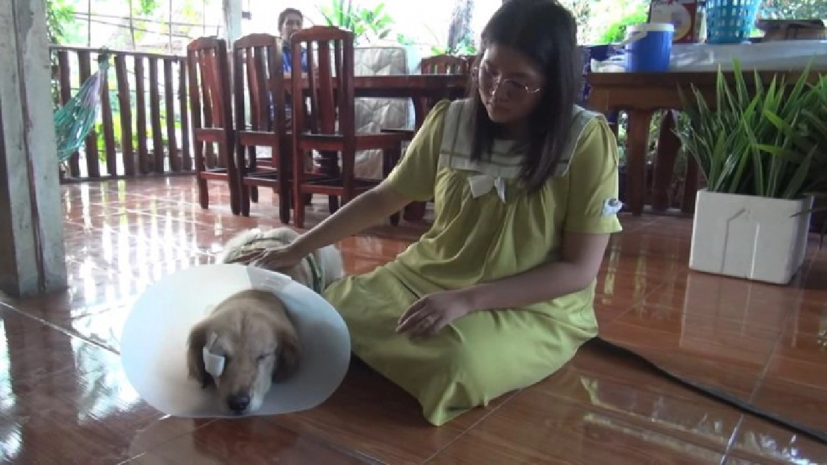 เจ้าหมูปิ้ง โดนคนดักเอาไม้ตีจนตาบอดขณะออกไปวิ่งเล่นนอกบ้าน เจ้าหมูปิ้ง โดนคนดักเอาไม้ตีจนตาบอดขณะออกไปวิ่งเล่นนอกบ้าน