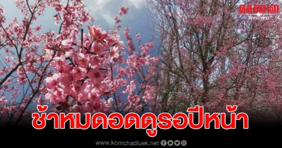 ดอกพญาเสือโคร่ง ซากุระเมืองไทย บานต้อนรับปีใหม่ ดอกพญาเสือโคร่ง ซากุระเมืองไทย บานต้อนรับปีใหม่
