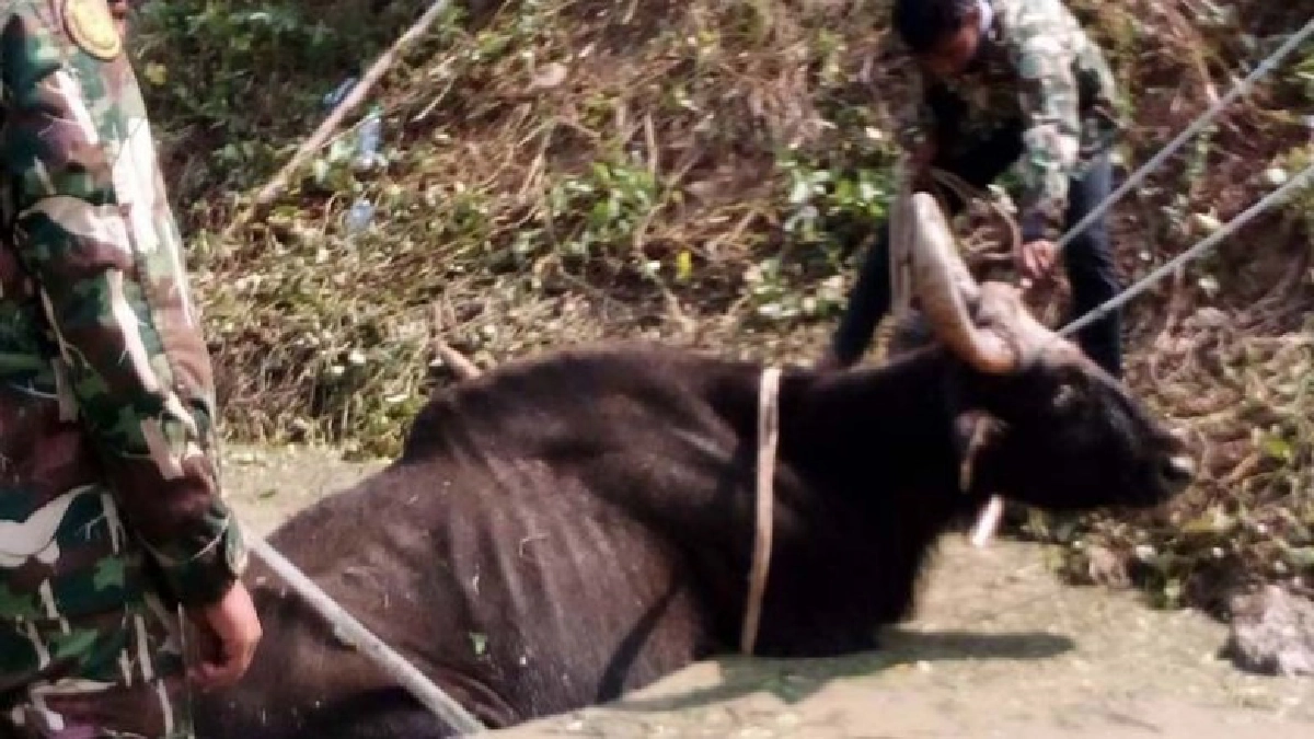 กระทิงป่าตกคูน้ำเขตป่าอนุรักษ์รอยต่อ 5 จังหวัด สิ้นแล้ว กระทิงป่าตกคูน้ำเขตป่าอนุรักษ์รอยต่อ 5 จังหวัด สิ้นแล้ว
