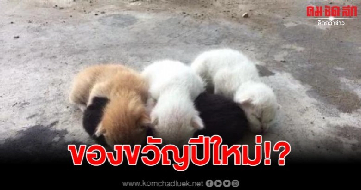 เจ้าของสุดใจร้าย เทส่งท้ายปี 6 ชีวิต ลูกแมวน้อยพร้อมแม่ เจ้าของสุดใจร้าย เทส่งท้ายปี 6 ชีวิต ลูกแมวน้อยพร้อมแม่