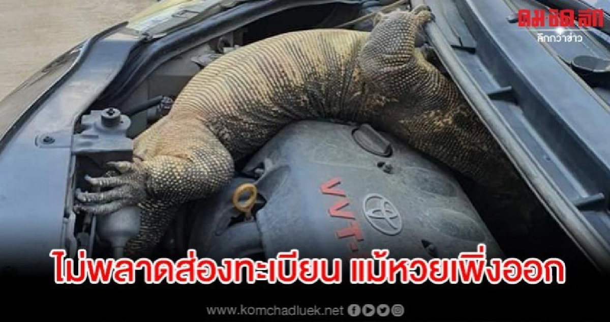 ลมแทบจับ เปิดกระโปรงรถเจอตัวเงินตัวทองตัวเบ้อเริ่ม ลมแทบจับ เปิดกระโปรงรถเจอตัวเงินตัวทองตัวเบ้อเริ่ม