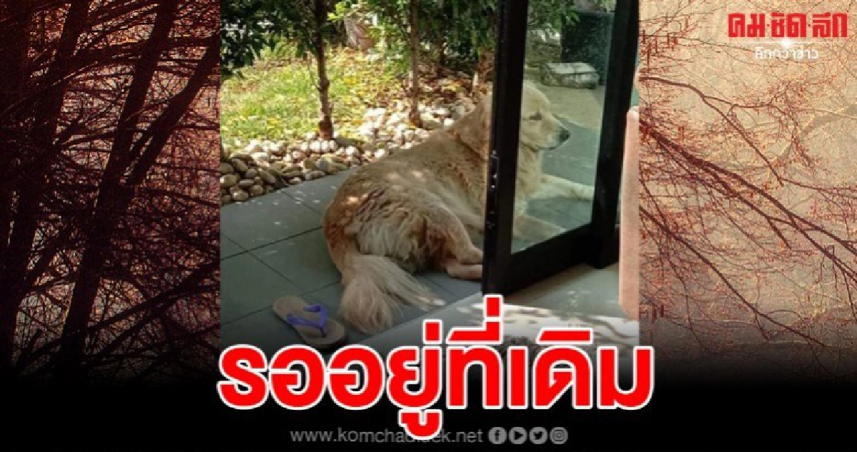 เรื่องราวชวนน้ำตาไหล เมื่อเจ้าของบ้านกลับต่างจังหวัดหลายวัน เรื่องราวชวนน้ำตาไหล เมื่อเจ้าของบ้านกลับต่างจังหวัดหลายวัน