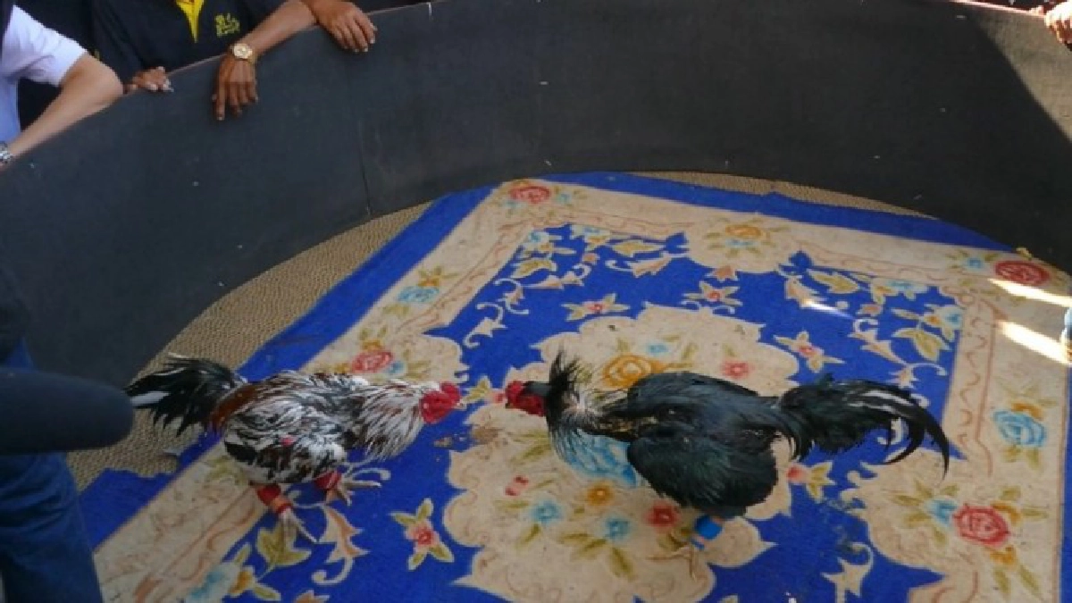 ตีไก่ชนให้พ่อดูหน้าเมรุ ตีไก่ชนให้พ่อดูหน้าเมรุ
