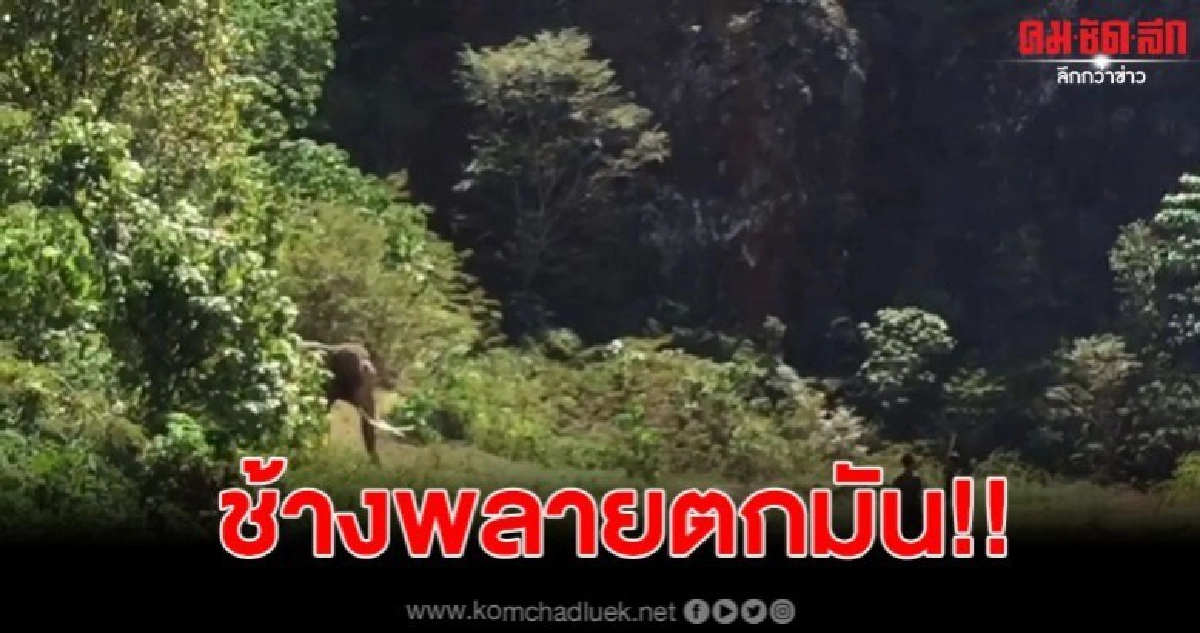 ระทึก! ช้างพลายตกมันต้องใช้ปืนยิงยาสลบ 3 นัด จึงควบคุมได้ ระทึก! ช้างพลายตกมันต้องใช้ปืนยิงยาสลบ 3 นัด จึงควบคุมได้