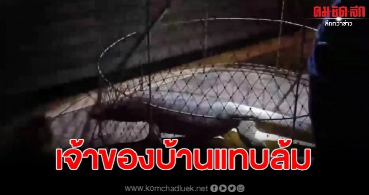 เจ้าของบ้านลมแทบจับ ตัวเงินตัวทองตัวเขือง นิสัยดุโผล่ขื่อห้องน้ำ เจ้าของบ้านลมแทบจับ ตัวเงินตัวทองตัวเขือง นิสัยดุโผล่ขื่อห้องน้ำ