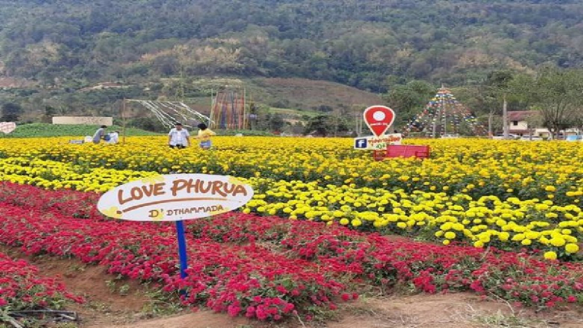 นทท.ใช้วันสุดท้ายหยุดยาวเที่ยวชมไม้ดอกเมืองหนาวคึกคัก นทท.ใช้วันสุดท้ายหยุดยาวเที่ยวชมไม้ดอกเมืองหนาวคึกคัก