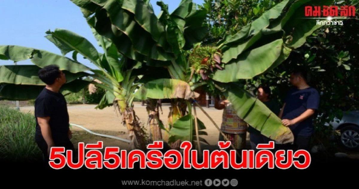 ยายหลานอึ้งกล้วยออกมา5ปลี5เครือในต้นเดียว ยายหลานอึ้งกล้วยออกมา5ปลี5เครือในต้นเดียว