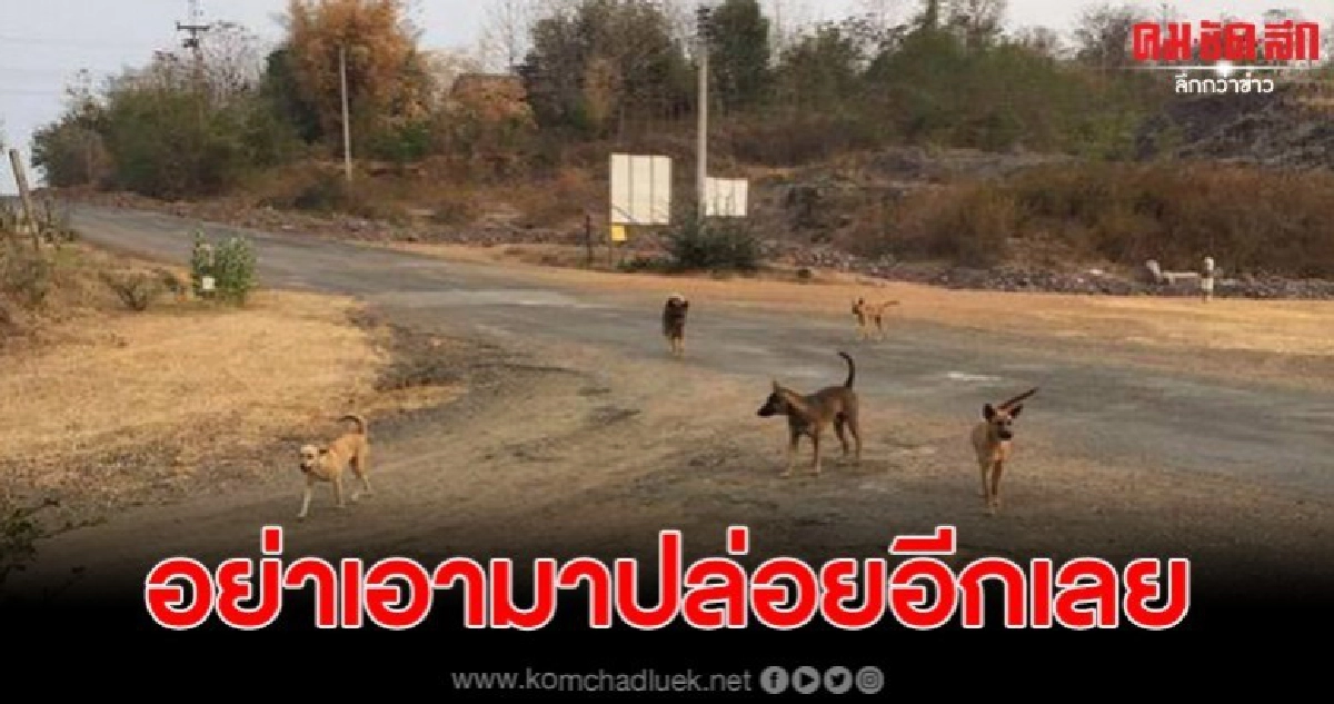 ครูเกษียณวอนอย่านำหมามาปล่อยอีก หลังรับเลี้ยงไม่ไหวแล้ว