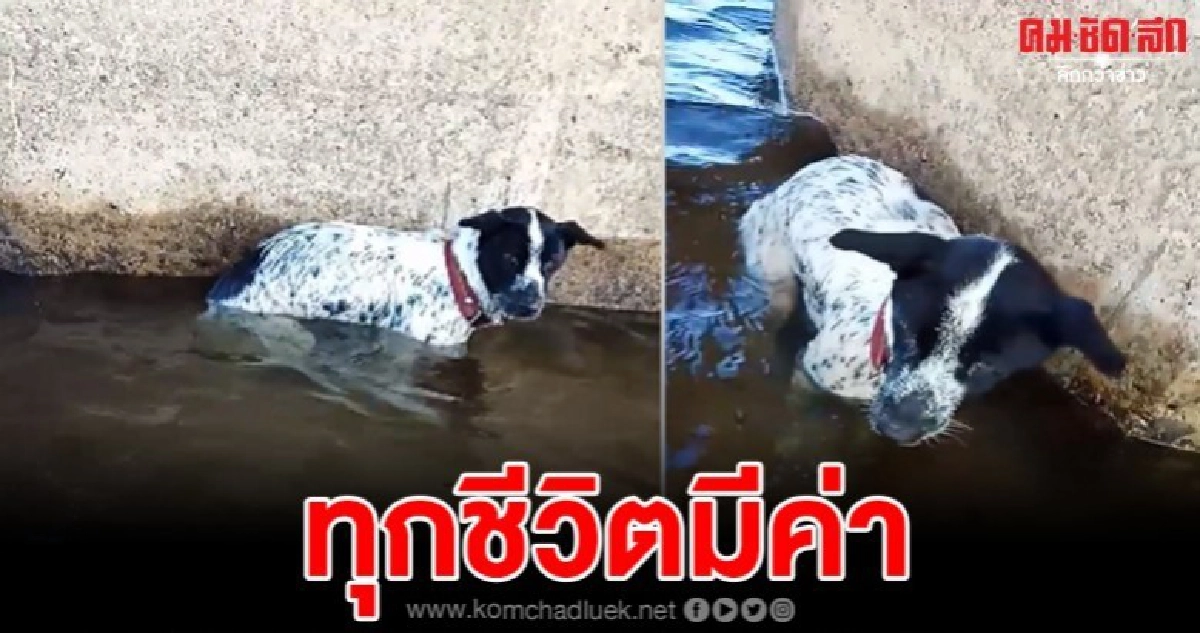 สงสารแทบขาดใจหลังหนุ่มใจบุญช่วยสุนัขถูกล่ามทิ้งไว้กลางแม่น้ำ
