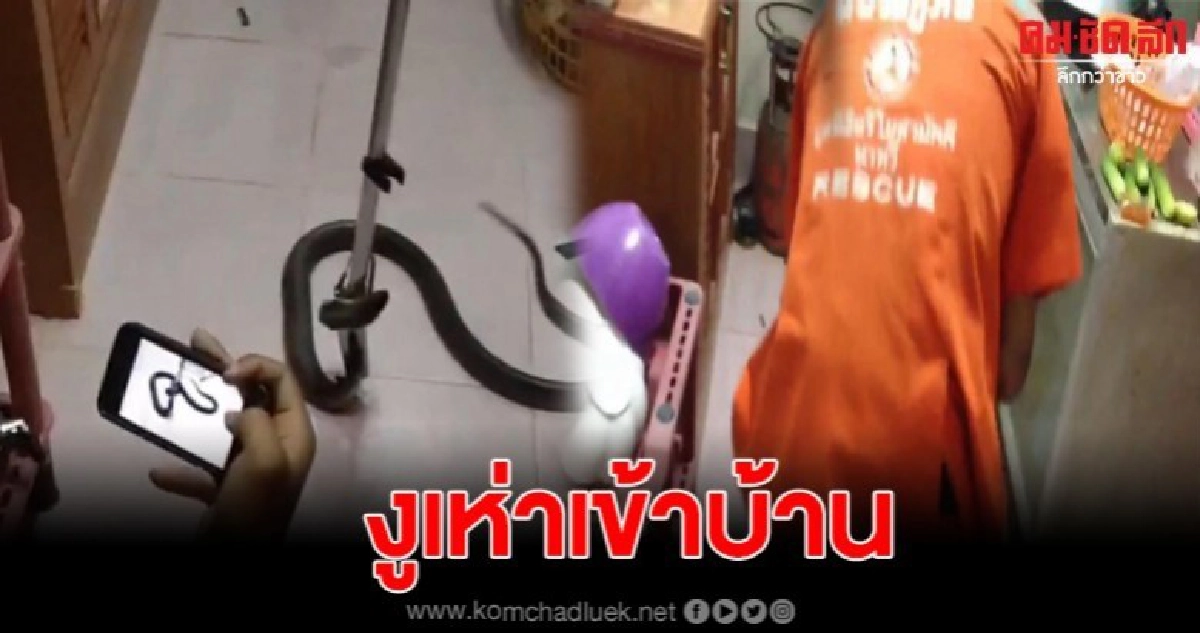 กู้ภัยจับงูเห่า ยาว1เมตร เลื้อยเข้าไป นอนขดตัวในอ่างล่างหน้า