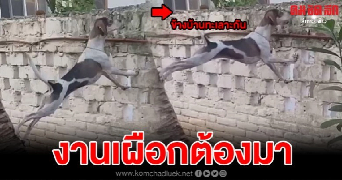 วิถีสุนัขขาเผือก2020ข้างบ้านทะเลาะกันเผือกยังไงให้รู้เรื่อง