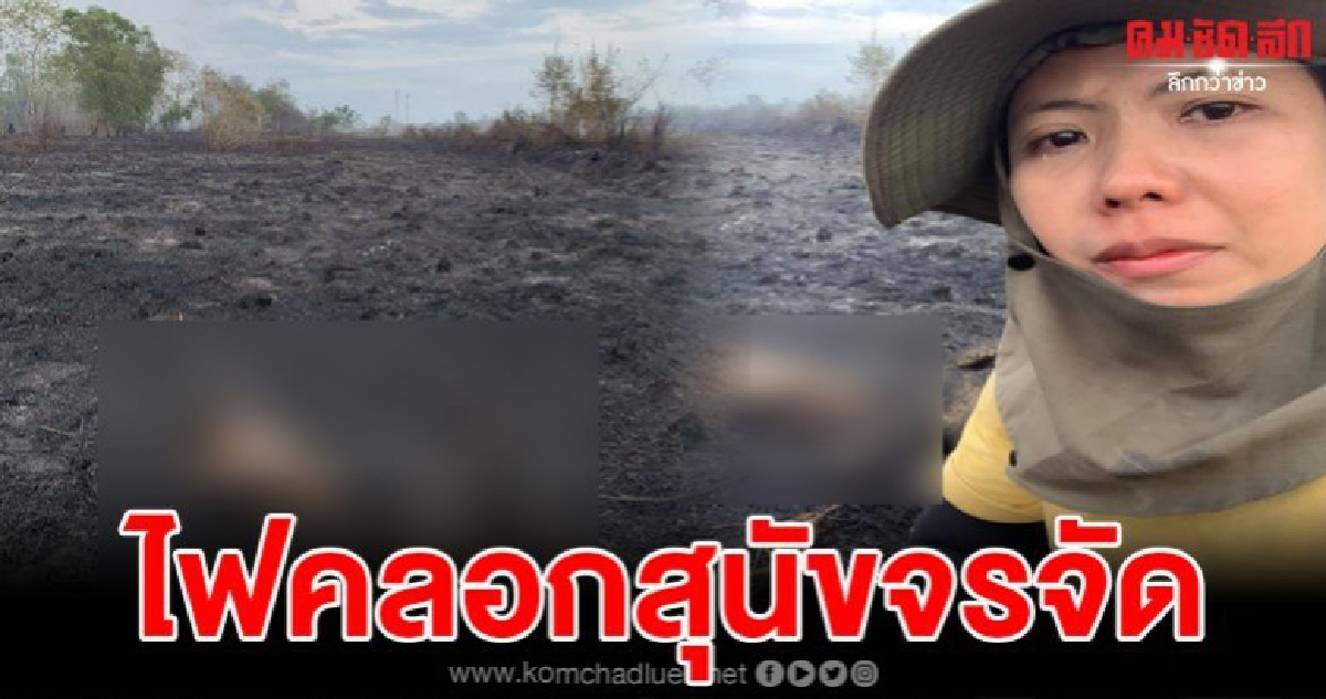 คนรักสุนัขแทบขาดใจ คนจุดไฟเผาขยะ คลอกสุนัขจรจัด 7 ตัว คนรักสุนัขแทบขาดใจ คนจุดไฟเผาขยะ คลอกสุนัขจรจัด 7 ตัว