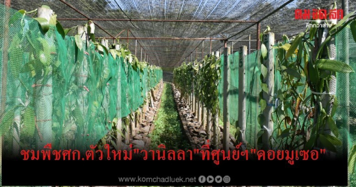  จากกาแฟต้นแรกสู่พืชตัวใหม่"วานิลลา"ที่ศูนย์ฯ"ดอยมูเซอ"     