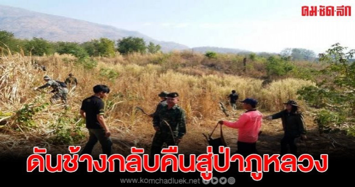 ปล่อยแถวตัดอ้อย ผลักดันช้างกลับคืนสู่ป่าภูหลวง ปล่อยแถวตัดอ้อย ผลักดันช้างกลับคืนสู่ป่าภูหลวง