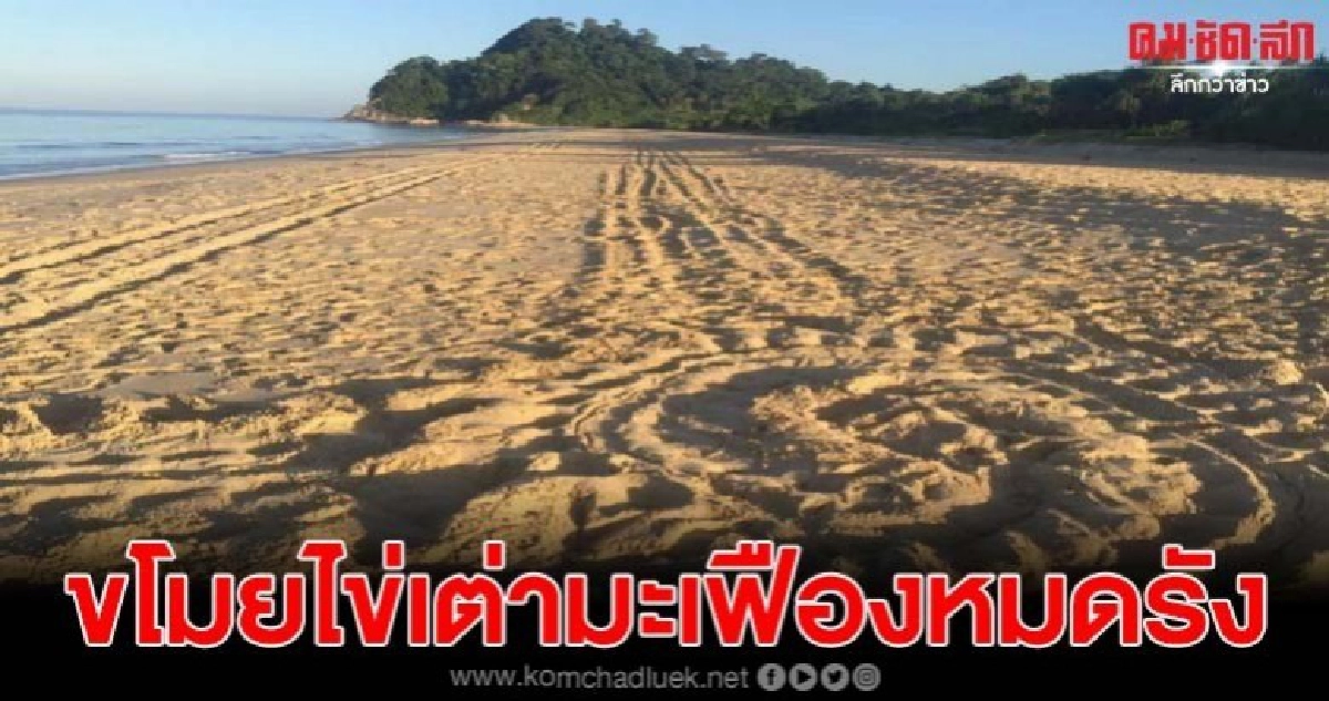 มือดีขโมยไข่เต่ามะเฟืองสัตว์ทะเลหายากของโลกหายหมดรัง มือดีขโมยไข่เต่ามะเฟืองสัตว์ทะเลหายากของโลกหายหมดรัง