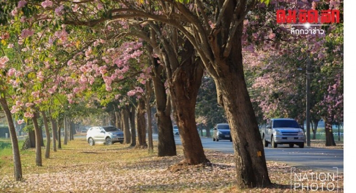 สวยสะดุดตา ชมพูพันธุ์ทิพย์ บานสะพรั่ง(ภาพชุด) 