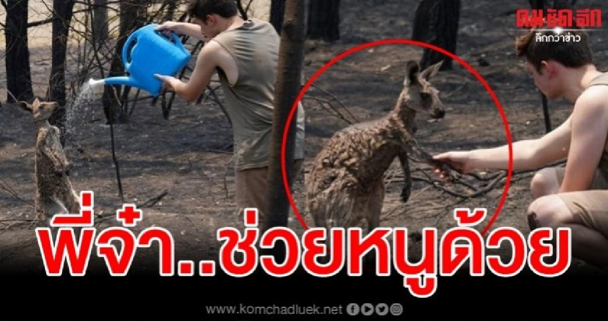 สะเทือนใจ ลูกจิงโจ้ในออสเตรเลียเดินโซซัดโซเซขอความช่วยเหลือ
