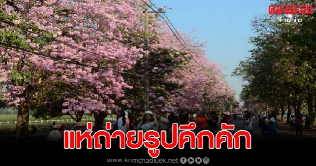 นทท.หลงมนต์เสน่แห่ถ่ายภาพคู่ดอกชมพูพันธุ์ทิพย์ นทท.หลงมนต์เสน่แห่ถ่ายภาพคู่ดอกชมพูพันธุ์ทิพย์