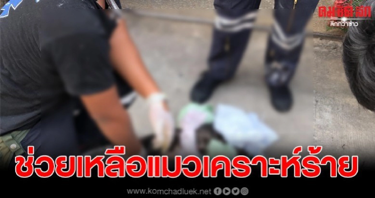 เจ้าหน้าที่ช่วยเหลือแมว ถูกเหล็กแหลมเสียบสะโพกเจ็บสาหัส เจ้าหน้าที่ช่วยเหลือแมว ถูกเหล็กแหลมเสียบสะโพกเจ็บสาหัส