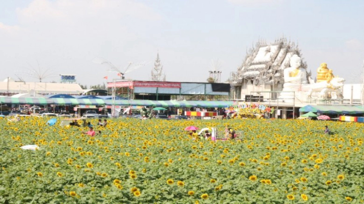 แห่พาครอบครัวเซลฟีทุ่งทานตะวัน บานสะพรั่ง แห่พาครอบครัวเซลฟีทุ่งทานตะวัน บานสะพรั่ง