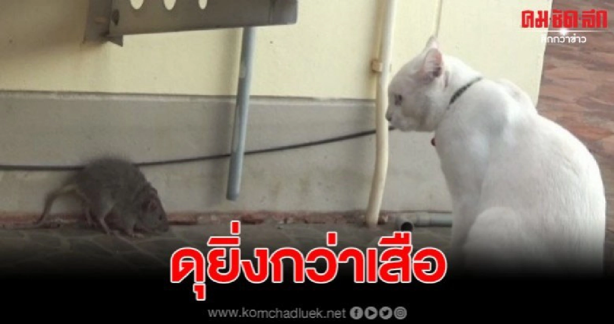 เปิดคลิปสุดน่ารักของ หนูใจกล้า กับ แมวขี้เล่น เปิดคลิปสุดน่ารักของ หนูใจกล้า กับ แมวขี้เล่น