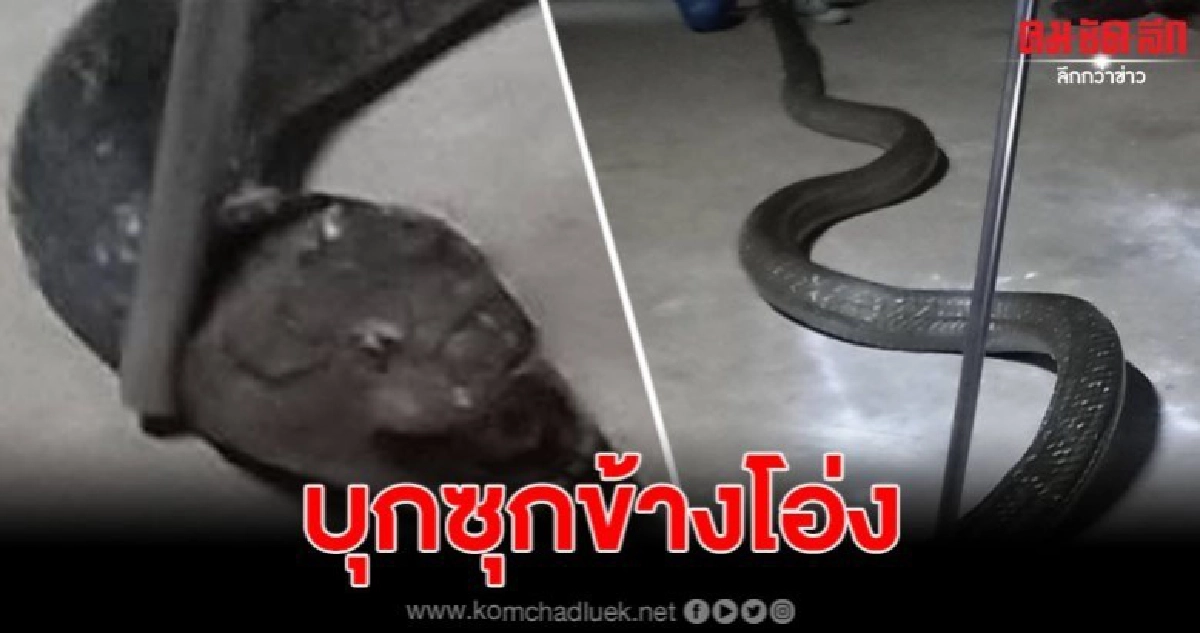 เจ้าของบ้านพบงูตัวดำยักษ์ใหญ่เกือบ 5 เมตร หนักกว่า 40 กก. เจ้าของบ้านพบงูตัวดำยักษ์ใหญ่เกือบ 5 เมตร หนักกว่า 40 กก.