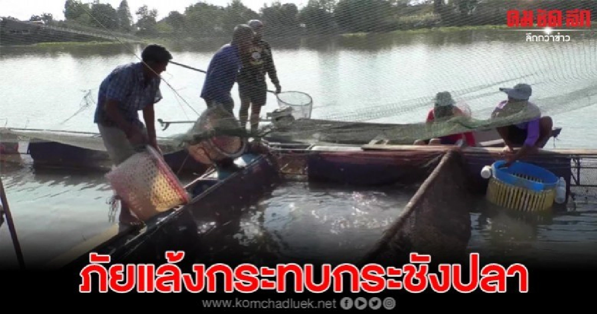 ภัยแล้งทำพิษ เกษตรกรต้องดันกระชังออกไปเลี้ยงกลางแม่น้ำ ภัยแล้งทำพิษ เกษตรกรต้องดันกระชังออกไปเลี้ยงกลางแม่น้ำ