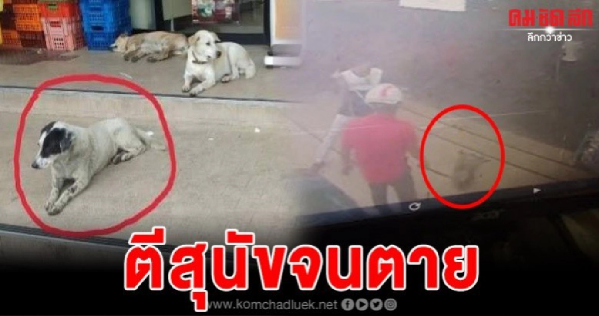 โซเชียลแชร์สนั่น เจ้าหน้าที่มูลนิธิตีสุนัขจนตาย โซเชียลแชร์สนั่น เจ้าหน้าที่มูลนิธิตีสุนัขจนตาย