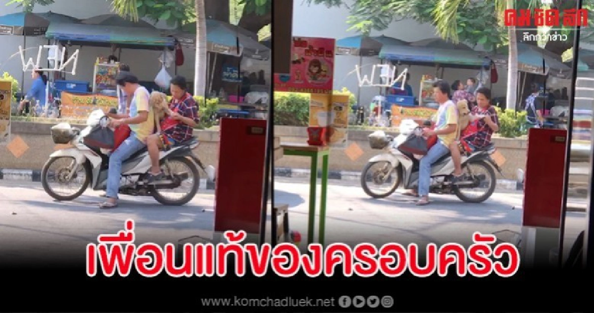 สามีภรรยาหยอกล้อเจ้าตูบกันอย่างมีความสุข เห็นแล้วยิ้มตาม สามีภรรยาหยอกล้อเจ้าตูบกันอย่างมีความสุข เห็นแล้วยิ้มตาม
