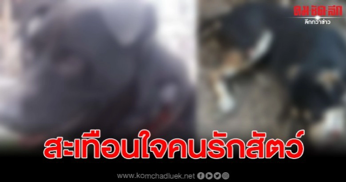 สะเทือนคนรักสัตว์ พบสุนัขถูกทำร้ายทารุน แผลฉกรรจ์หลายตัว สะเทือนคนรักสัตว์ พบสุนัขถูกทำร้ายทารุน แผลฉกรรจ์หลายตัว