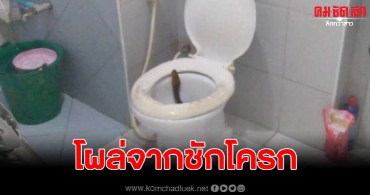 หนุ่มหอพักผงะ !! งูโผล่ชักโครก... หนุ่มหอพักผงะ !! งูโผล่ชักโครก...