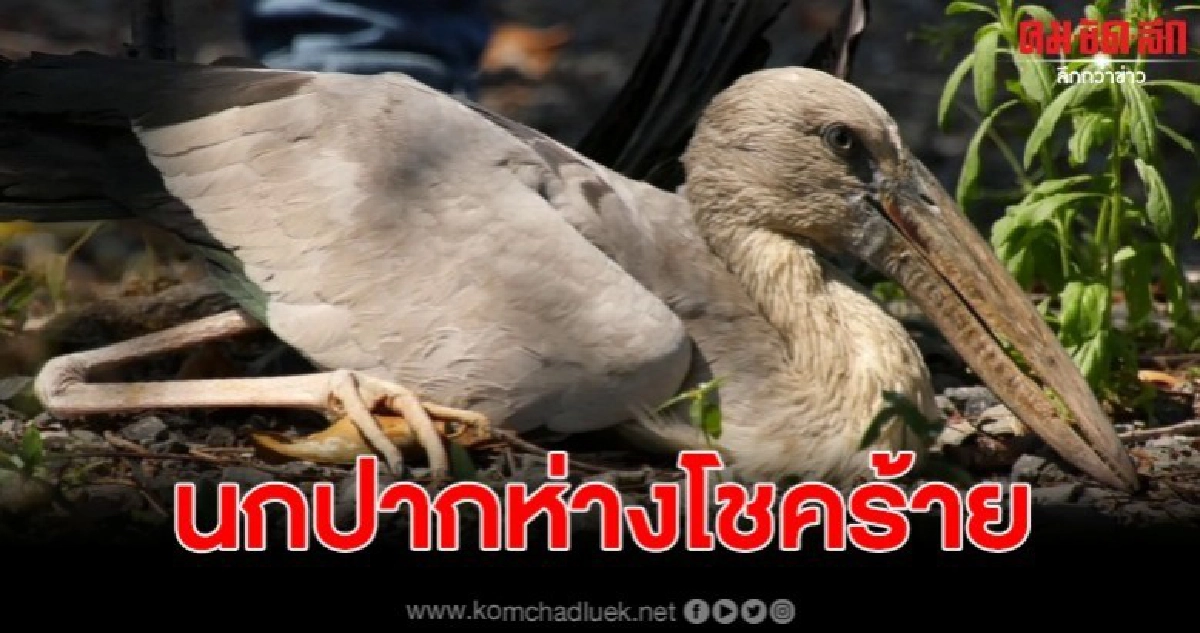 พบ นกปากห่างโชคร้าย ปีกหักหลังลงมากินอาหารในสวนผลไม้ พบ นกปากห่างโชคร้าย ปีกหักหลังลงมากินอาหารในสวนผลไม้