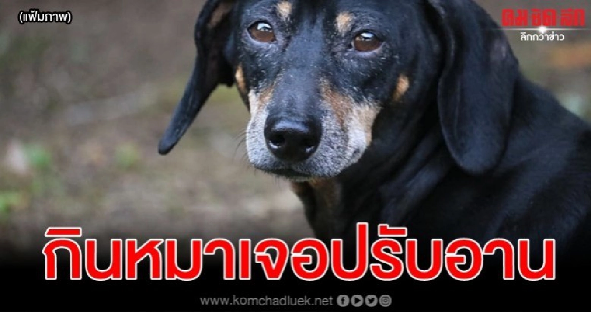 ไต้หวันปรับคนงานเวียดนามรวม 1 ล้านบาทกินเนื้อสุนัข ไต้หวันปรับคนงานเวียดนามรวม 1 ล้านบาทกินเนื้อสุนัข