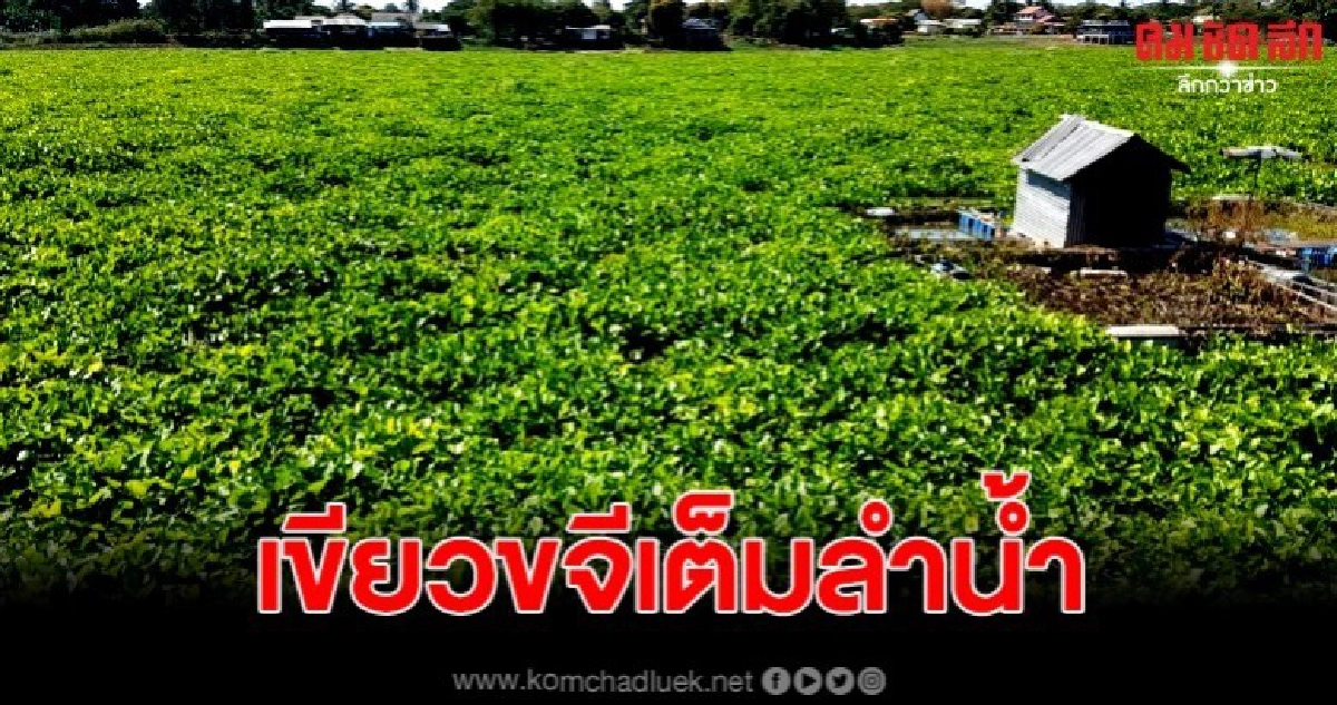 ภัยแล้งแผลงฤทธิ์หนัก แม่น้ำเจ้าพระยาชัยนาทลดต่ำ ภัยแล้งแผลงฤทธิ์หนัก แม่น้ำเจ้าพระยาชัยนาทลดต่ำ