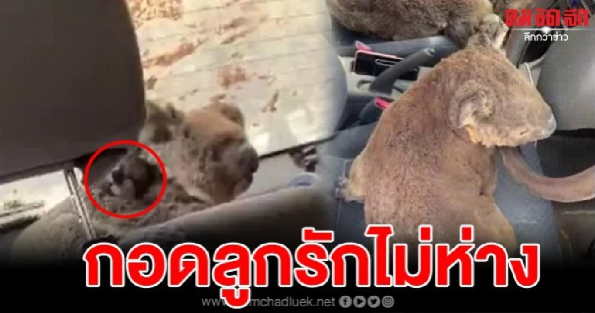  วัยรุ่นออสเตรเลียใจบุญ ตระเวนเก็บโคอาล่าขึ้นรถ
