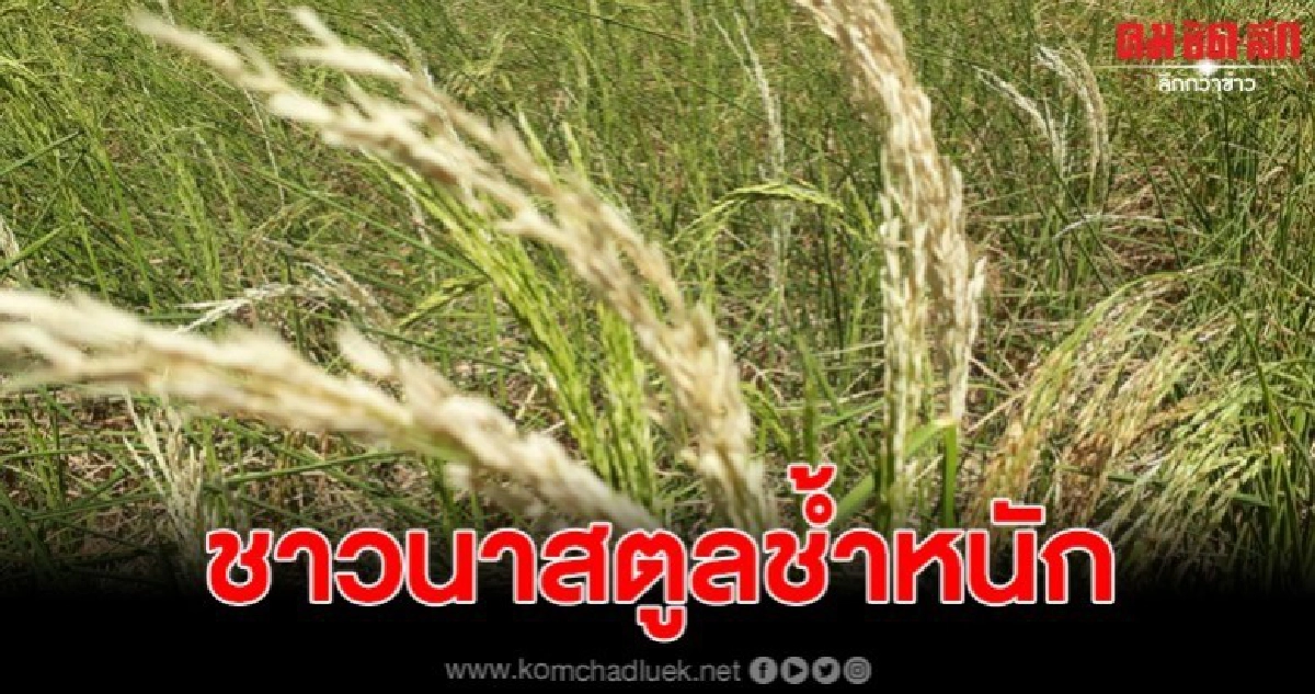 ชาวนาน้ำตาตกใน ฝนทิ้งช่วง ขณะข้าวกำลังตั้งท้อง