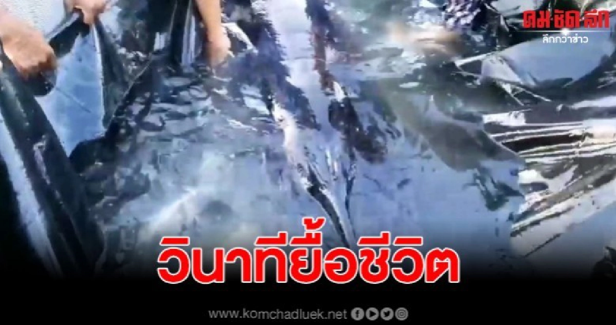 สุดยื้อชีวิต วาฬโอมะรุ ลอยเกยตื้นที่ทะเลลันตา สุดยื้อชีวิต วาฬโอมะรุ ลอยเกยตื้นที่ทะเลลันตา