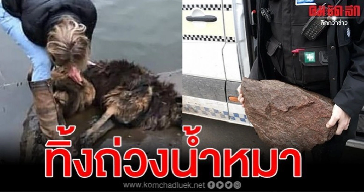 คนใจร้ายจับหมาผูกก้อนหินถ่วงน้ำใกล้หมดแรงโชคช่วยพลเมืองดีเจอ คนใจร้ายจับหมาผูกก้อนหินถ่วงน้ำใกล้หมดแรงโชคช่วยพลเมืองดีเจอ