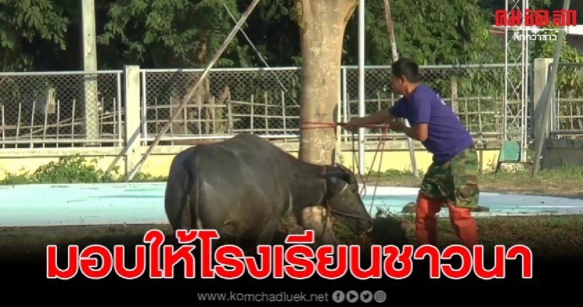 อบต.บ้านตุ่นมอบกระบือหนีตาย ทำร้ายชาวบ้านให้โรงเรียนชาวนา