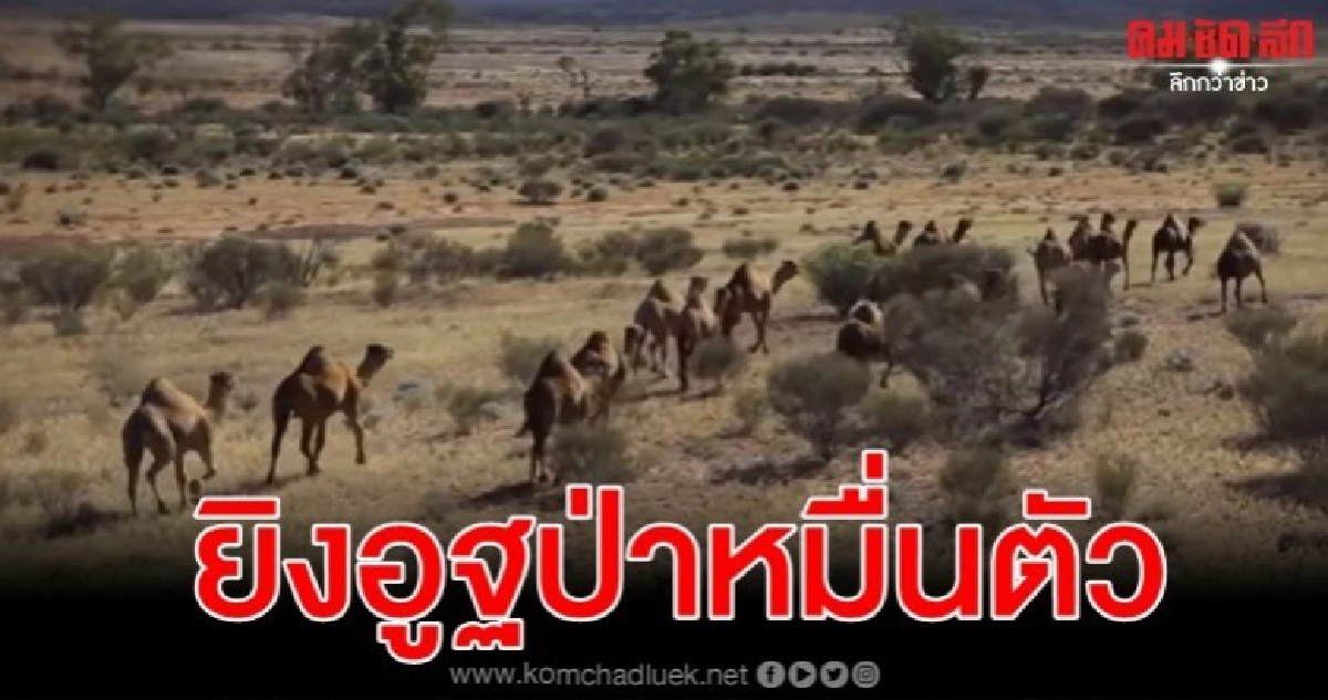 เล็งยิงทิ้งอูฐป่าหมื่นตัว เหตุหาน้ำกินคุกคามชาวบ้าน เล็งยิงทิ้งอูฐป่าหมื่นตัว เหตุหาน้ำกินคุกคามชาวบ้าน