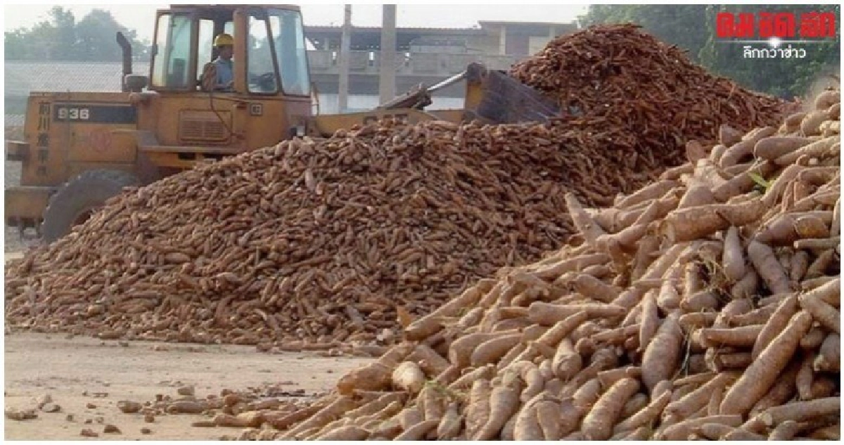 ไร่ละ 3,000 บาทชดเชยทำลายมันสำปะหลังใบด่าง 