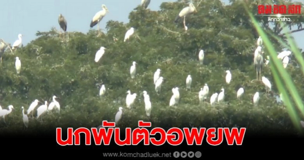 ชมความสวยงามฝูงนกกระยางขาวนับพันอพยพ ชมความสวยงามฝูงนกกระยางขาวนับพันอพยพ