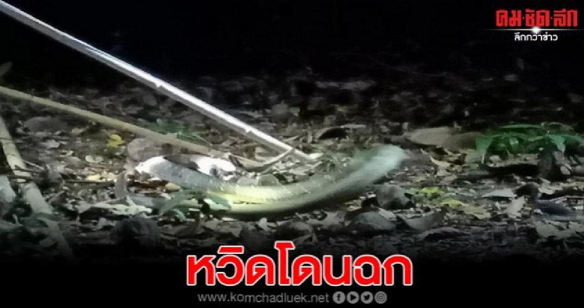 จงอางยักษ์โผล่กลางสวนยาง หวิดฉกชาวสวนยาง จงอางยักษ์โผล่กลางสวนยาง หวิดฉกชาวสวนยาง