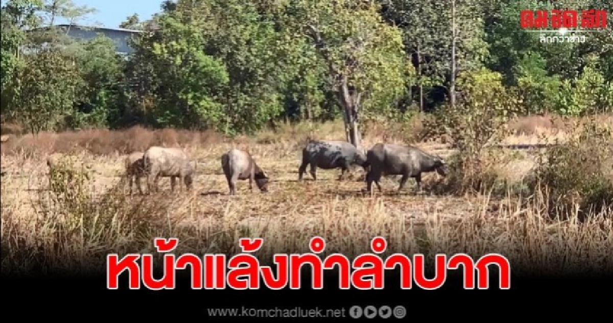 เลี้ยงควายหน้าแล้ง ต้องย้ายหาแหล่งน้ำไปเรื่อย