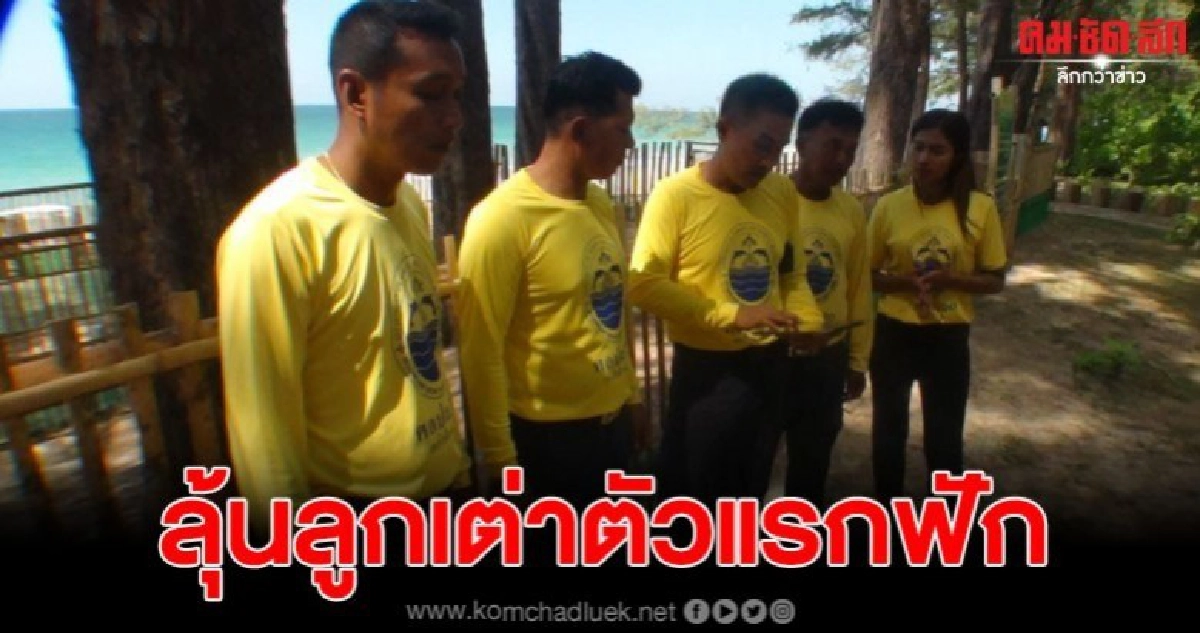 นับถอยหลังลุ้นลูกเต่าตัวแรกฟักออกจากหลุม