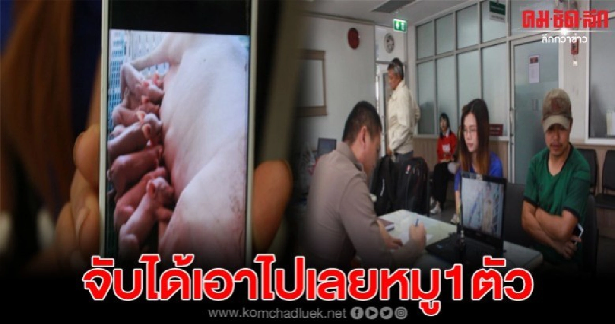 2ผัวเมียถูกโจรแสบขโมยลูกหมูไป 14 ตัว ลั่นจับได้ให้หมู1ตัว 2ผัวเมียถูกโจรแสบขโมยลูกหมูไป 14 ตัว ลั่นจับได้ให้หมู1ตัว