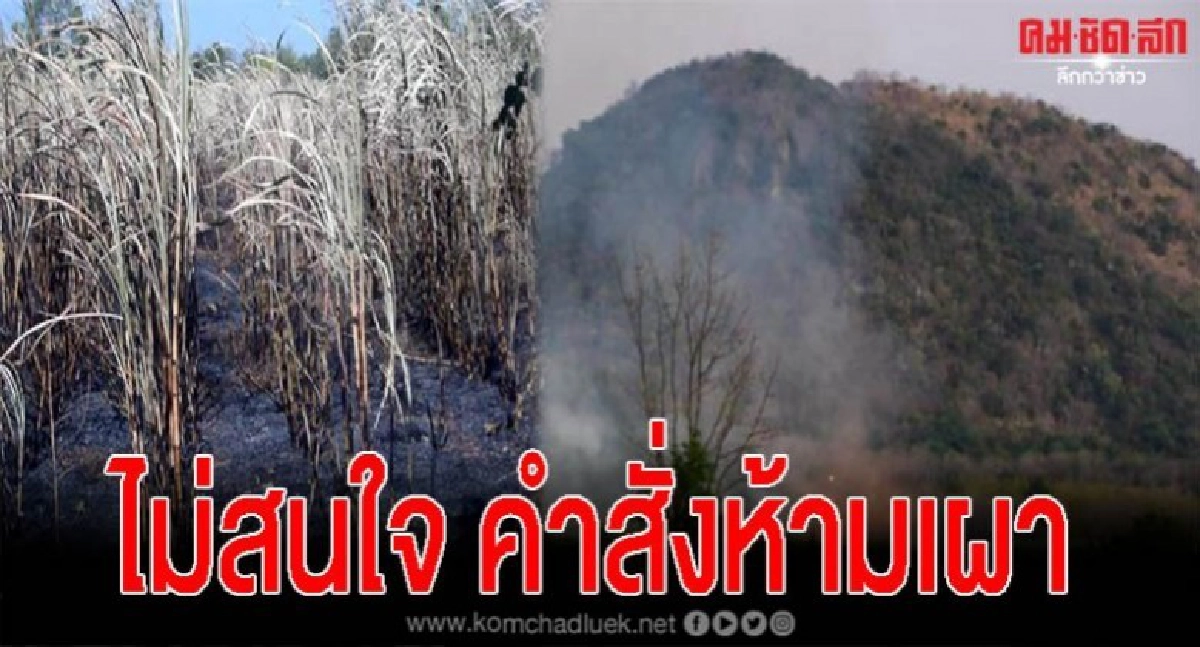 ชาวไร่อ้อยเผาเย้ยคำสั่งห้าม ชาวบ้านเดือนร้อนหนัก ชาวไร่อ้อยเผาเย้ยคำสั่งห้าม ชาวบ้านเดือนร้อนหนัก