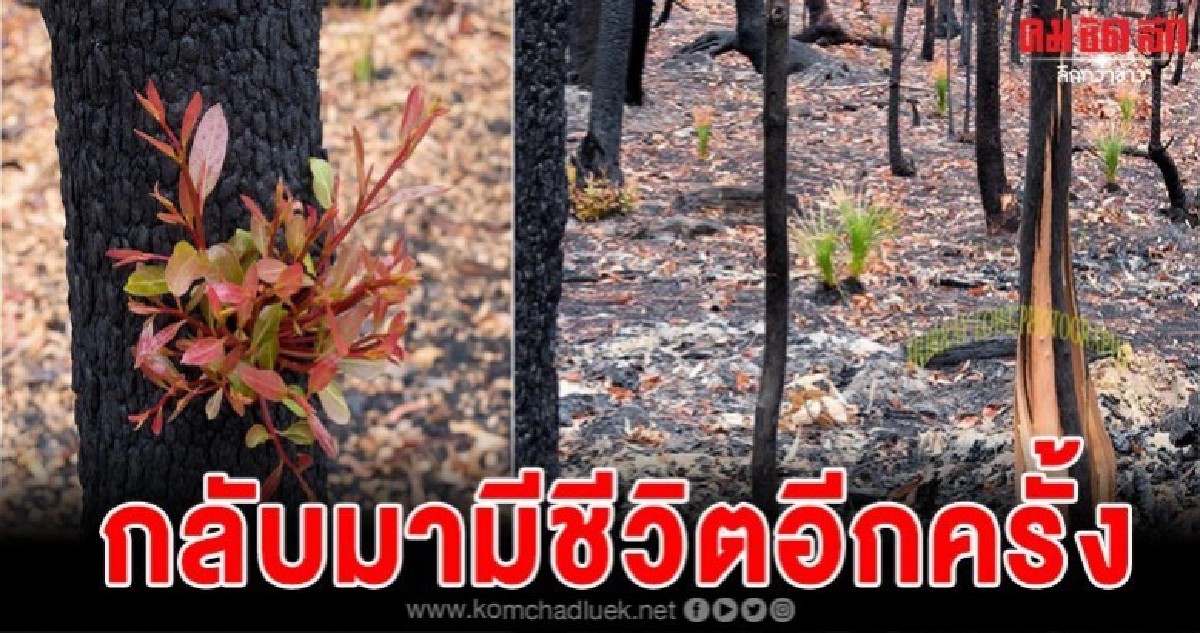 ชุ่มชื่นหัวใจ ต้นไม้ในออสเตรเลีย กลับมามีชีวิตอีกครั้ง