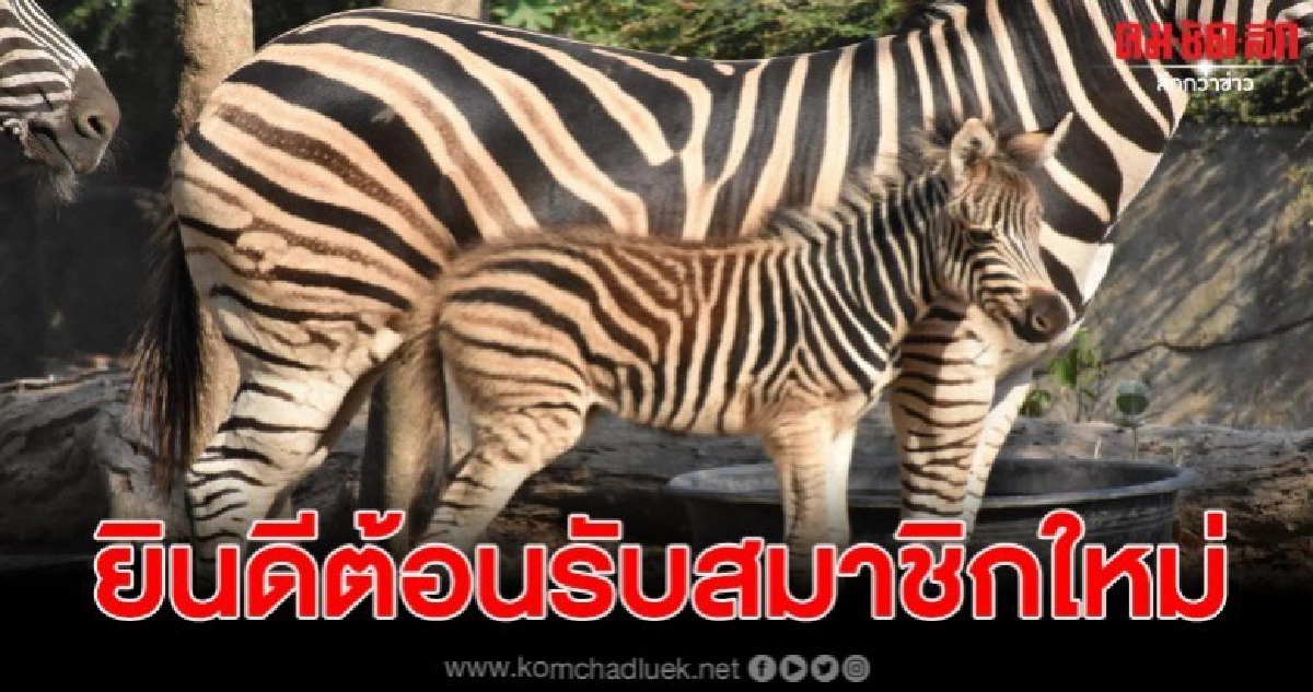 ลูกม้าลายสมาชิกใหม่สวนสัตว์เปิดเขาเขียว ลูกม้าลายสมาชิกใหม่สวนสัตว์เปิดเขาเขียว